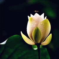 1607937403      20190403155151