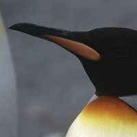 5236fe0ec2073cb66214d2fa423f567f17e727c4