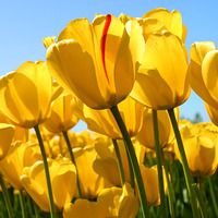 8cba724e05373e33e391ce96925bcfdfff2df661