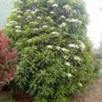 6caa2a0f3aac0208228081206649a46e6464c91f