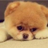 A83d8cbe688f518423e701bc8e738681fb1cc455