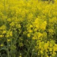 980d2e369359bd79443568f09742589feb0f67ba