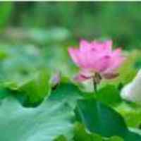 Dec7dbe51c81ea7104499062a592940744d271bf