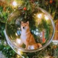 9743a554e9a818b4e3b65a0b8e6fda6e41fcc9e9