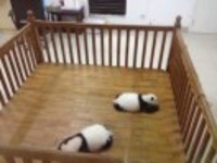 Ac74a5c7bb0182a8ac7afb653e2de314a21eda2a