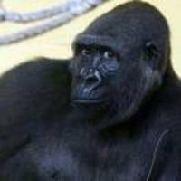 66e4464e165f563c574a80cda7c10f2872c4cf8c