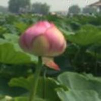 6922da4987f762db87d46cf1f787c807c4cee554