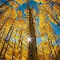 726b277ab6440970cec0876381f2a4c9a78e29cf