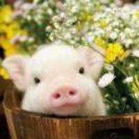 B8d9943500d000a36b92b0b1024412723fbd5e2b