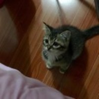 0006fc5dc7f44e03039ca1ef1bd275e819329bb0