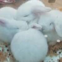 93a9840b6342295b80c41ab68cb4bcebfc36becd