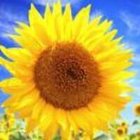 502339626ffc9da343a3ee1dcbe632f08f56a873