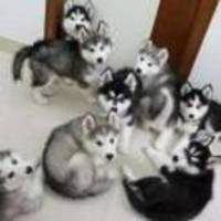 62e7d04daf7b8ab0c13f41b2c37a834807726399