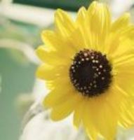 Acb1d53e0dd24e77e08b95189a2f20fb0fb7d27d