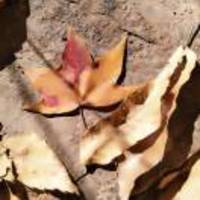 D787bda904732978b4b531aacd3e84f80d340564