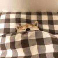 6cf68f7f05e384406627c45b10b504ea5d1d35c1