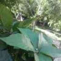 468a7793205e8990ed21faae48b281fe9301e42e