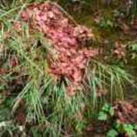 2fc7f001a6743610e84026d472f5c0c9626e17ed