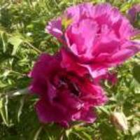 5b5979f842398c7f7c13527c4ffff546280d1244