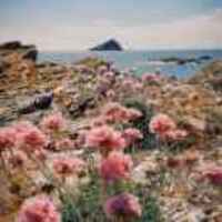 C184ee5bb981aec9b066240b37cc7be37f468940