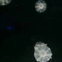 185efdff95e04e0f0f21e67420cf6bc971675763