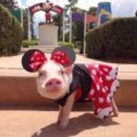 44d177064637122429ffa38292d7ca15616a5ff8