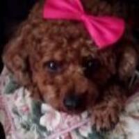 Be691738a67c1d227e49f5b75dc0940d64e665e0