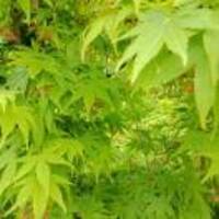 D4351a8b3d31cb59a5dd4088388ba663da226117