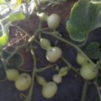 1be175f0655027f7d2c0ec20d437cc8667c0708a