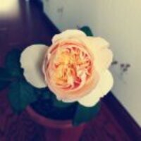 988b5d40da65e128980ebcd22830737cd075dc8f