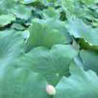 Fa2babaadd31522ded96881c3dec78aec984fd7d