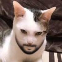 A2054b09b590cf7d04dd7347283753174c4a6cb8