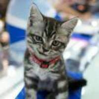 1e3b3b35abfabe5df1ff6896d3fd09753436fa1c