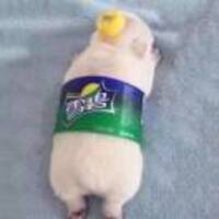 Dcdfb753fc754517a53c2e40d597c1c81a92fbc5