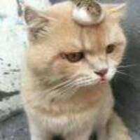 0e799526335a1fb83ea9ce6f65f8b3c555d3f9c2