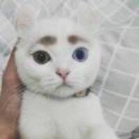 55b199274d4cab69491744226e4e96b7128400a9