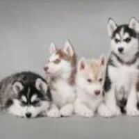 00f0bc3c7bae0365a2cf782df540d3c1425a590e