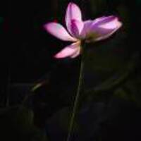 Ec982335dcb6a8ebf55dd1ed759b7ee7b24685f4