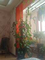 375b3305d27901aa341240672906a604b17ca709