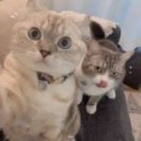 Dca40cd7654bd3dad59ec238ea9713668cb1f2c2