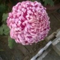 D9b88147a96322456aaa2c617f19e960dfa6e467