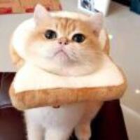 9cec3044e9335fe1677c7440f75de3c3b89bec1d