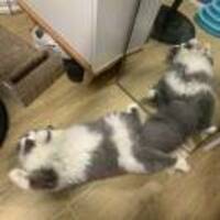 A1c54936ba8f77ccd86d494a50730864ab24627b