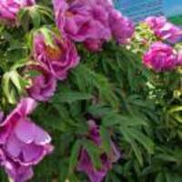 3dd260549aee70ad496b63785247f33c08a2027f