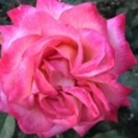 1160dff2a4a2219649fc14d9cd988e6203a84298