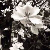 03171f19296338280ac55306b15e15e9a5f98650