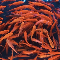 2641c688cf74147b21527e449a471818ba51afac