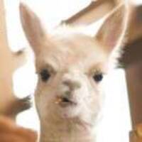 4f936720ad79c6efc6a99ac69e7e1ab8911adb80