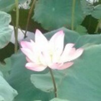 B32864f490864109c66a299e9c9dc59380a3870d