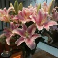 54318d27e7bd42cb0bc396d07b0d0477a20579aa